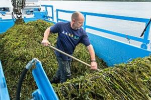 Maaien van waterplanten op de Randmeren